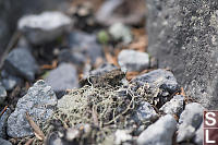 Toad In Pebbles