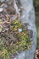 Toads In Moss