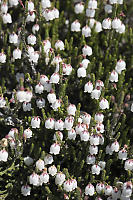 White Mountain Heather Flowers