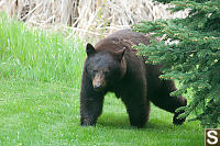 Bear Coming From Behind Tree