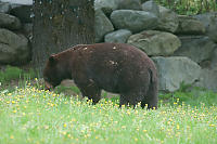 Bear In ALawn Of Dandelions