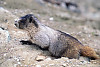 Hoary Marmot