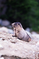 Marmot Three Quarters