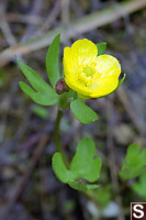 Single Subalpine Buttercup