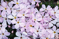 Spreading Phlox