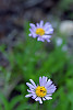 Subalpine Fleabane, Subalpine Daisy