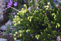 Yellow Mountain Heather