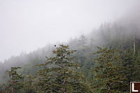 Eagle In Foggy Trees