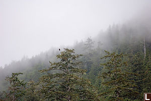 Eagle In Foggy Trees