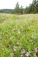 Field Of Nodding Onion