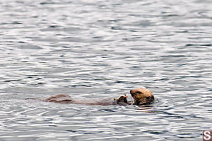 Sea Otter Eating Crab