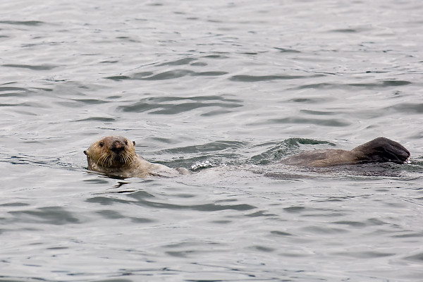 Sea Otter With Ears