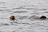 sea otter