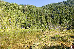 Swampy Lake